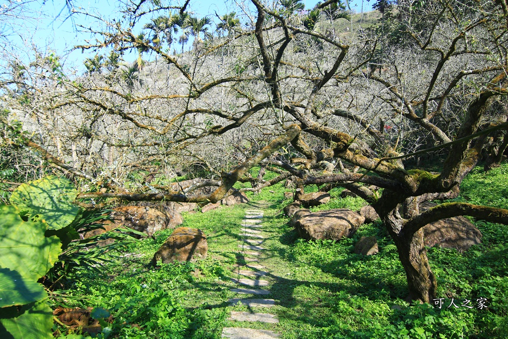 2020石家梅園,烏松崙石家梅園