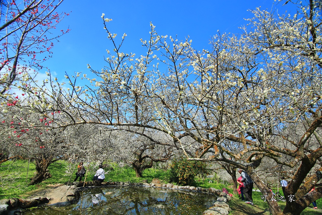 2020石家梅園,烏松崙石家梅園