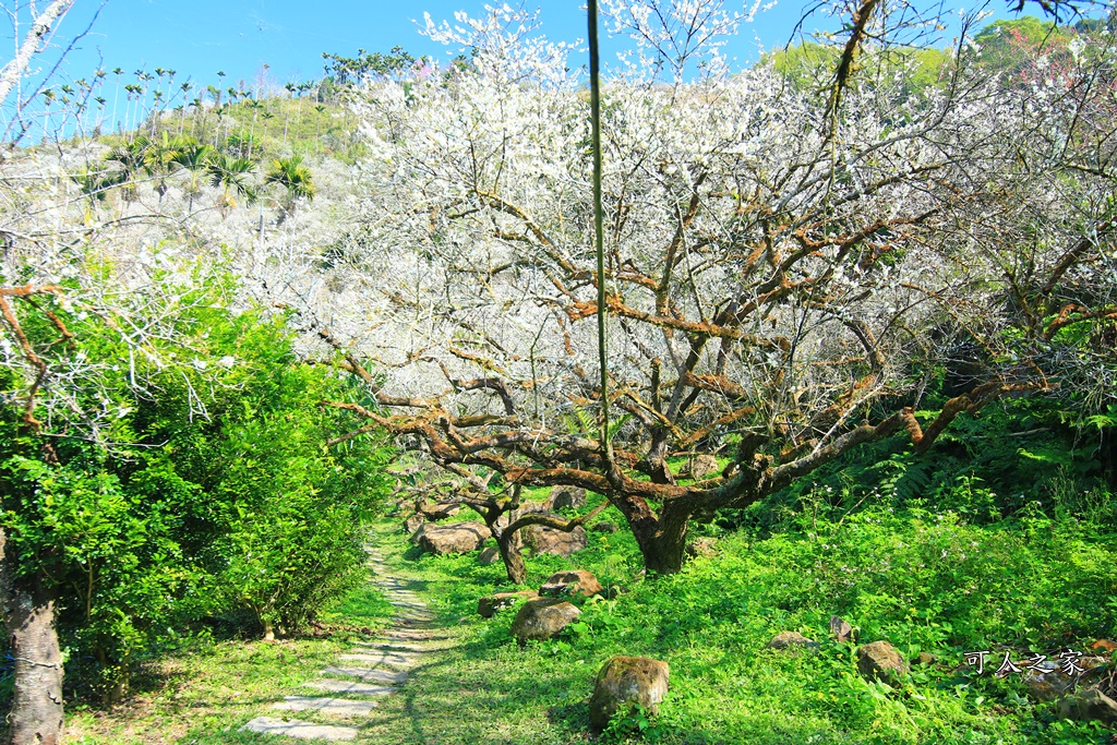 2020石家梅園,烏松崙石家梅園