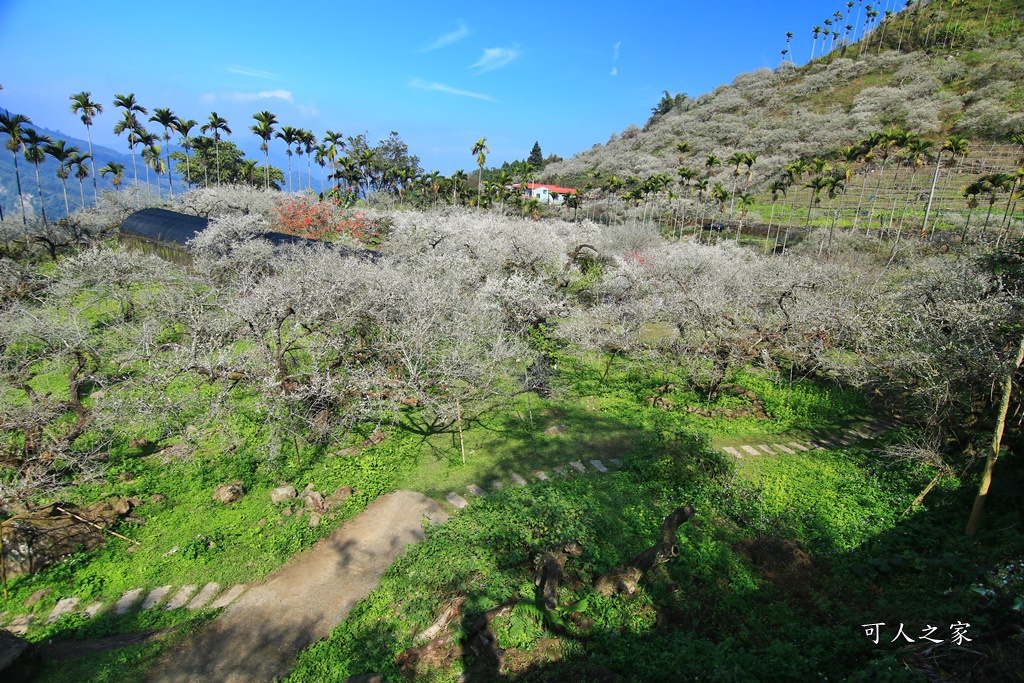 2020石家梅園,烏松崙石家梅園