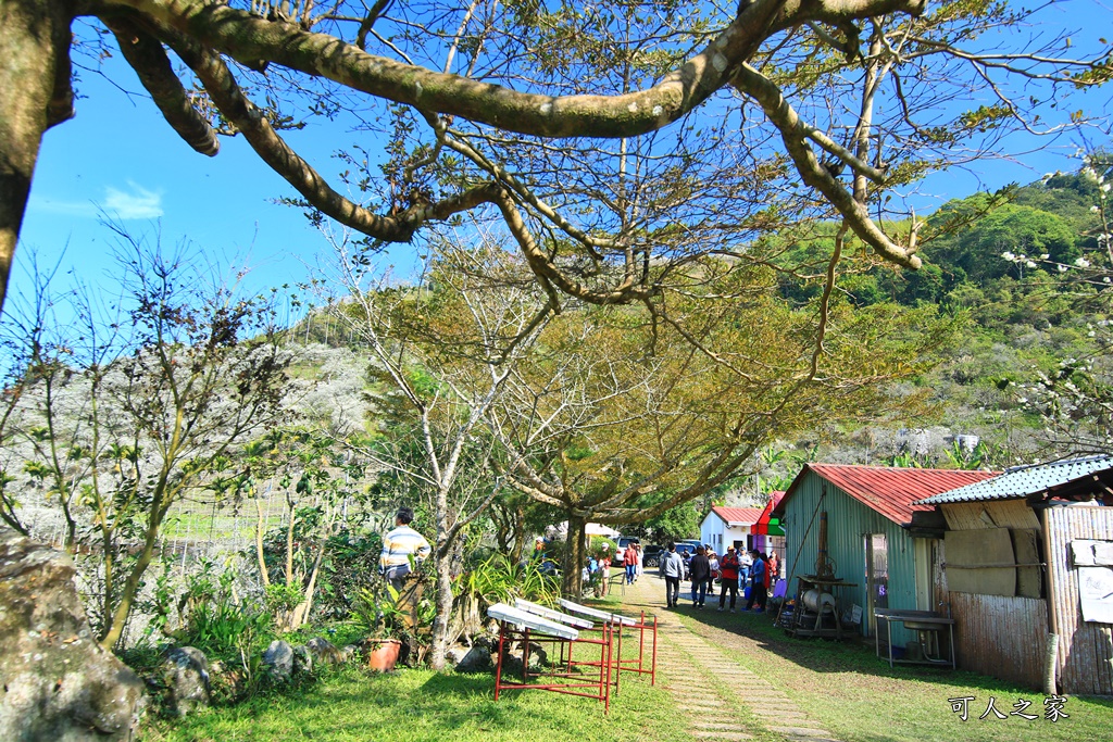 2020石家梅園,烏松崙石家梅園