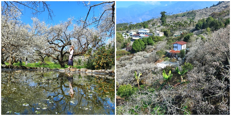 延伸閱讀：南投信義）2020石家梅園最新花況/石頭步道浪漫造景/水池倒影超夢幻/季節限定/熱門夯點