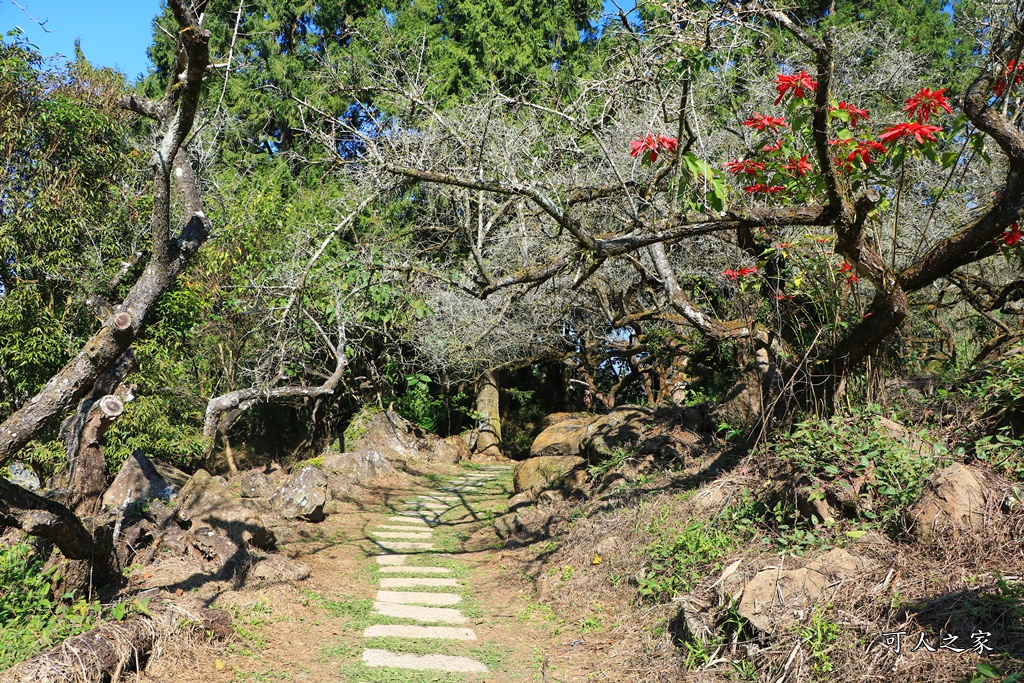 2020石家梅園,烏松崙石家梅園