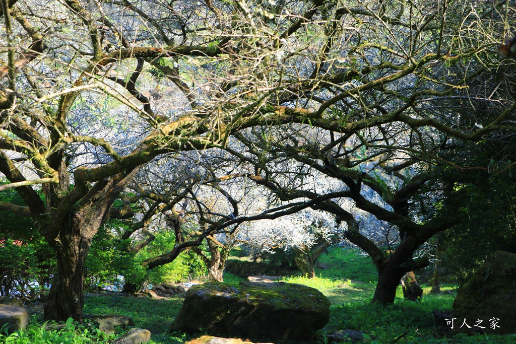 2020石家梅園,烏松崙石家梅園