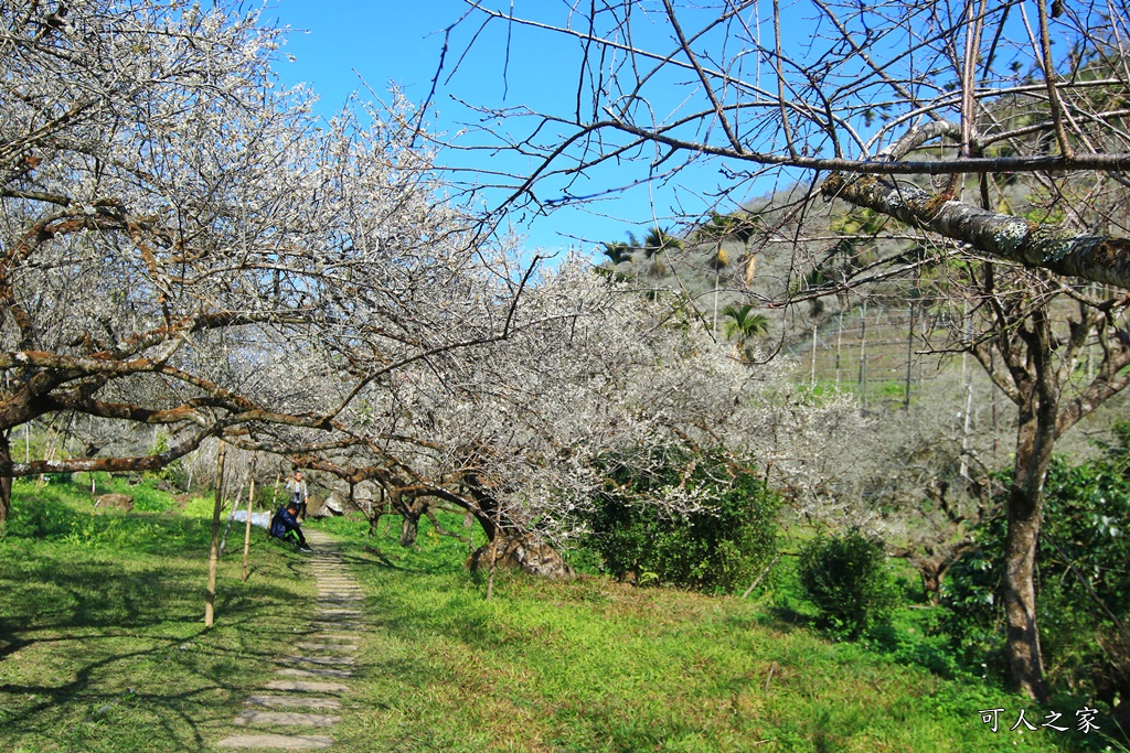 2020石家梅園,烏松崙石家梅園