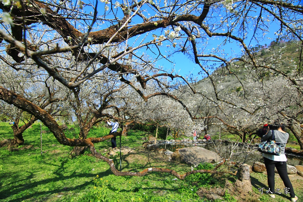 2020石家梅園,烏松崙石家梅園