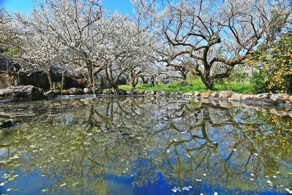 2020石家梅園,烏松崙石家梅園