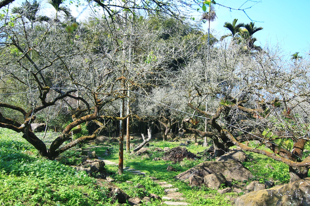 2020石家梅園,烏松崙石家梅園