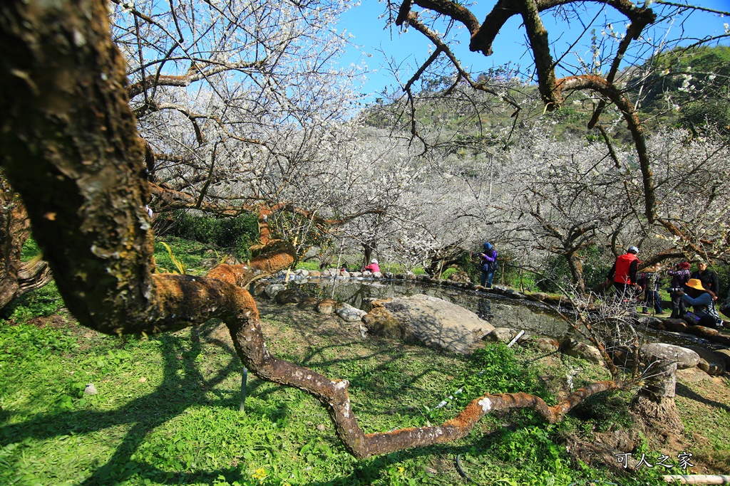 2020石家梅園,烏松崙石家梅園