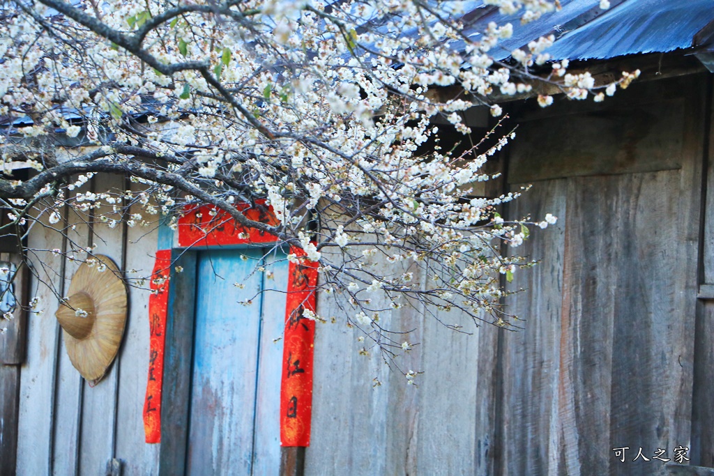 2020蔡家梅園,南投信義賞梅,外坪頂梅花,季節性花景,蔡家古厝,蔡家怎麼去？