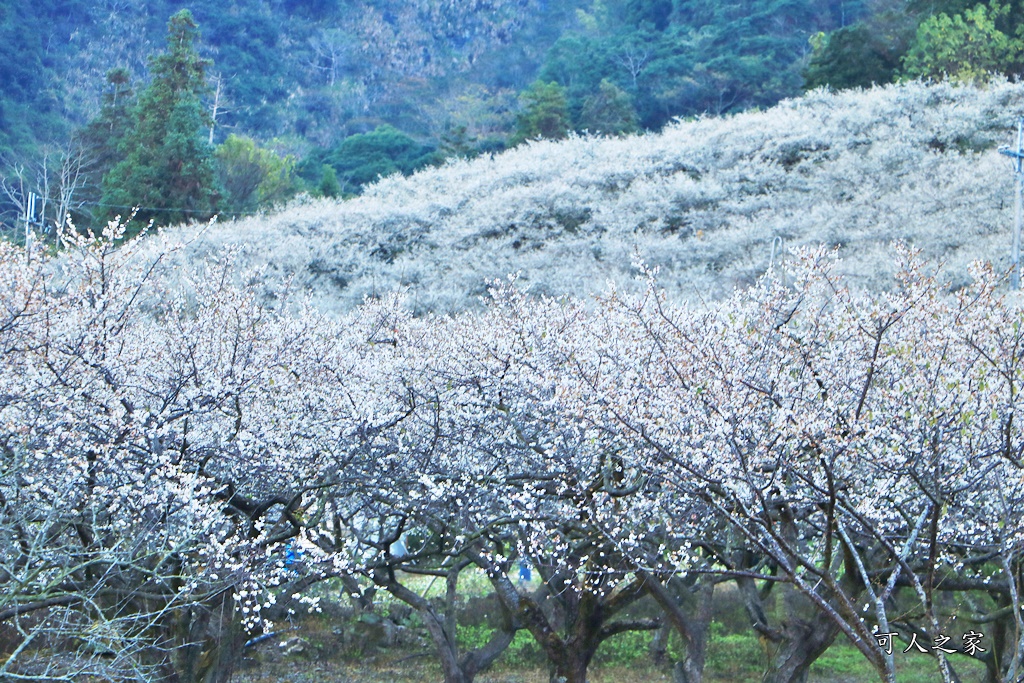 2020蔡家梅園,南投信義賞梅,外坪頂梅花,季節性花景,蔡家古厝,蔡家怎麼去？