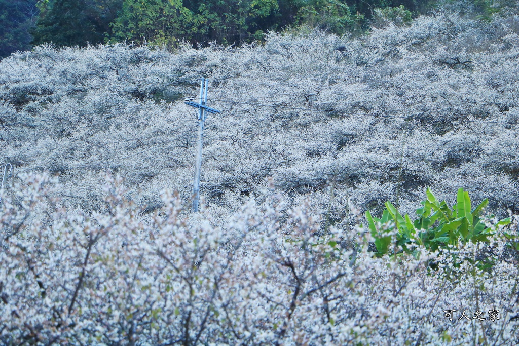 2020蔡家梅園,南投信義賞梅,外坪頂梅花,季節性花景,蔡家古厝,蔡家怎麼去？