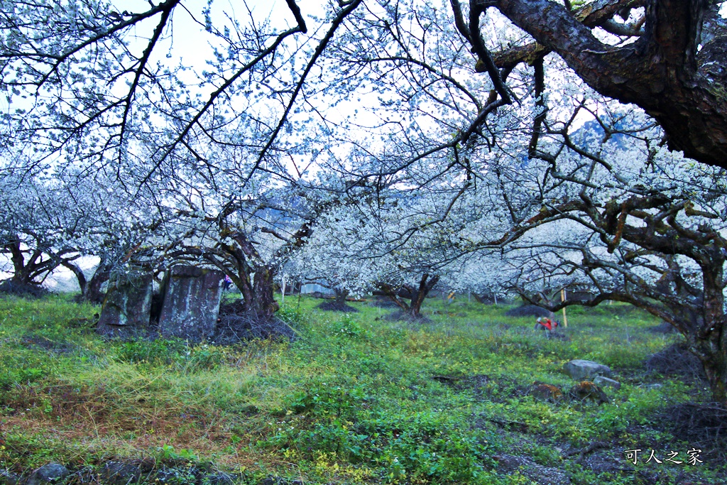 2020蔡家梅園,南投信義賞梅,外坪頂梅花,季節性花景,蔡家古厝,蔡家怎麼去？