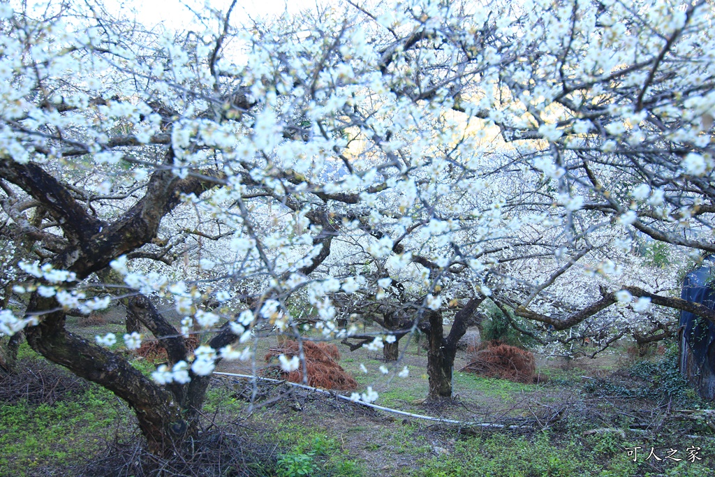 2020蔡家梅園,南投信義賞梅,外坪頂梅花,季節性花景,蔡家古厝,蔡家怎麼去？