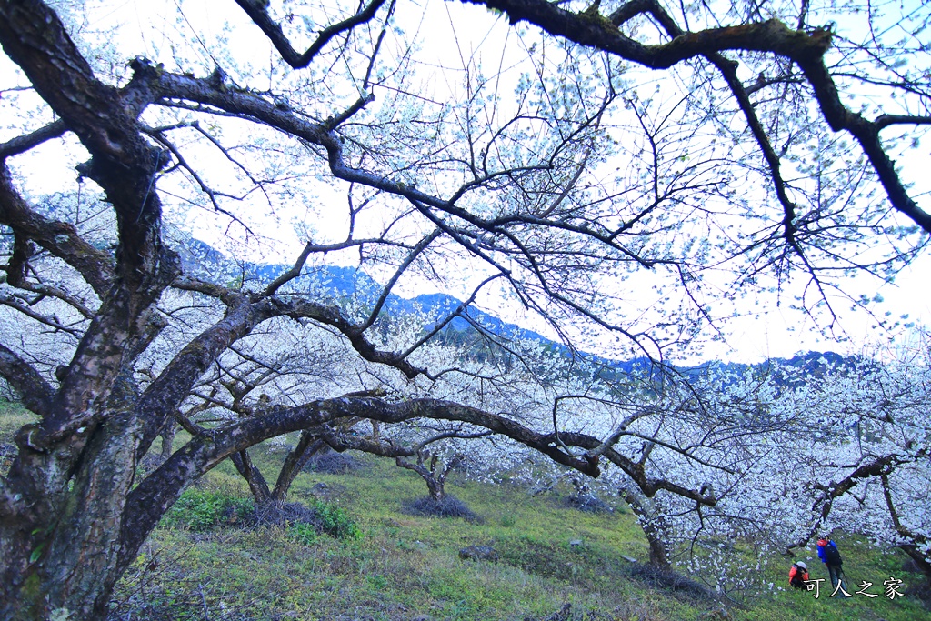 2020蔡家梅園,南投信義賞梅,外坪頂梅花,季節性花景,蔡家古厝,蔡家怎麼去？