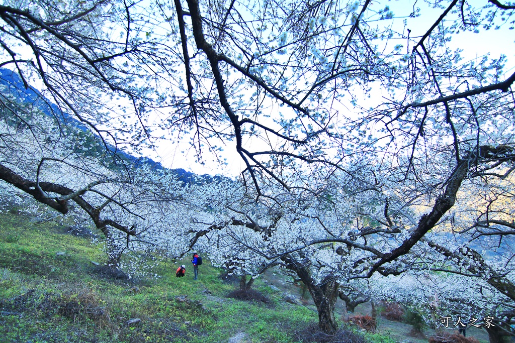 2020蔡家梅園,南投信義賞梅,外坪頂梅花,季節性花景,蔡家古厝,蔡家怎麼去？