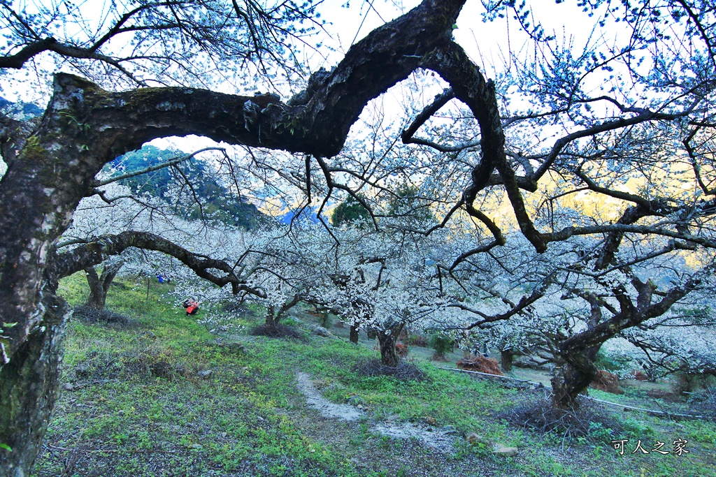 2020蔡家梅園,南投信義賞梅,外坪頂梅花,季節性花景,蔡家古厝,蔡家怎麼去？