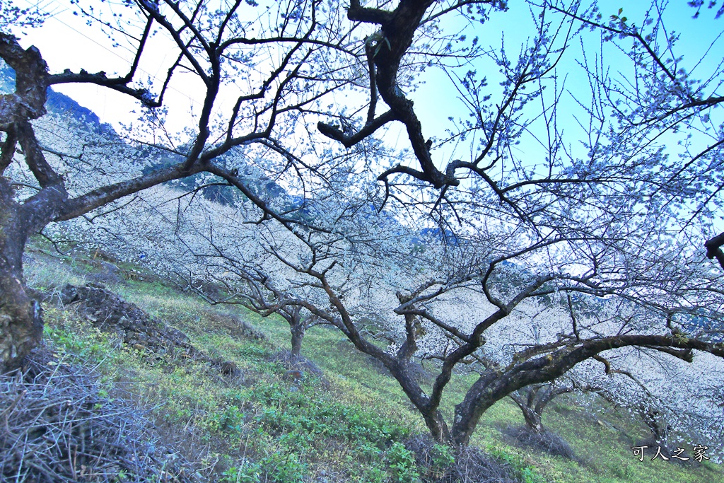 2020蔡家梅園,南投信義賞梅,外坪頂梅花,季節性花景,蔡家古厝,蔡家怎麼去？