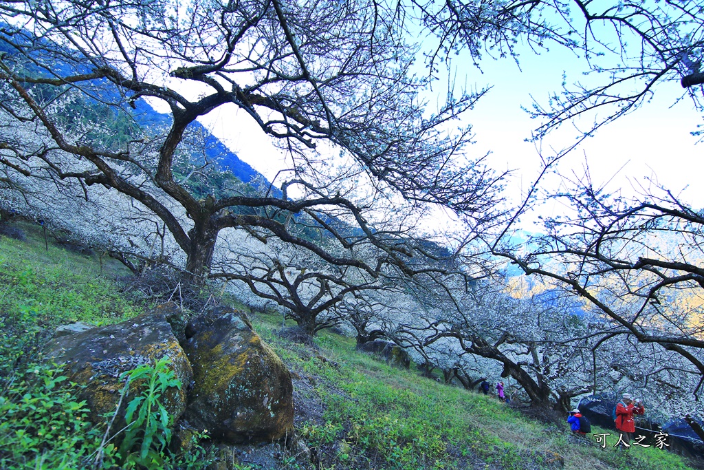 2020蔡家梅園,南投信義賞梅,外坪頂梅花,季節性花景,蔡家古厝,蔡家怎麼去？