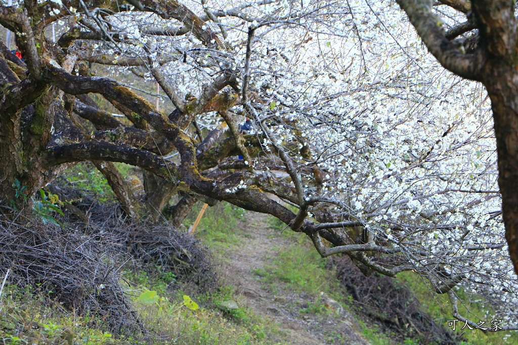 2020蔡家梅園,南投信義賞梅,外坪頂梅花,季節性花景,蔡家古厝,蔡家怎麼去？