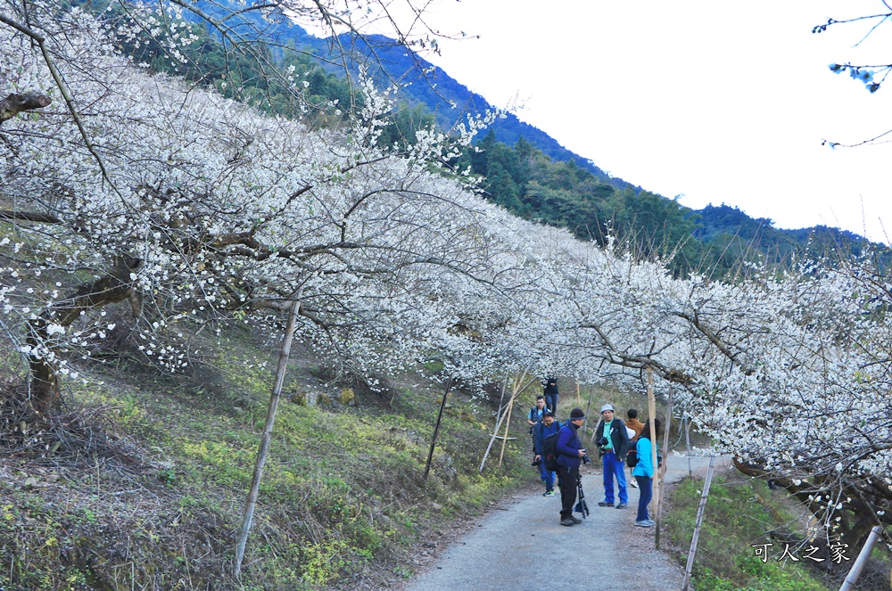 2020蔡家梅園,南投信義賞梅,外坪頂梅花,季節性花景,蔡家古厝,蔡家怎麼去？