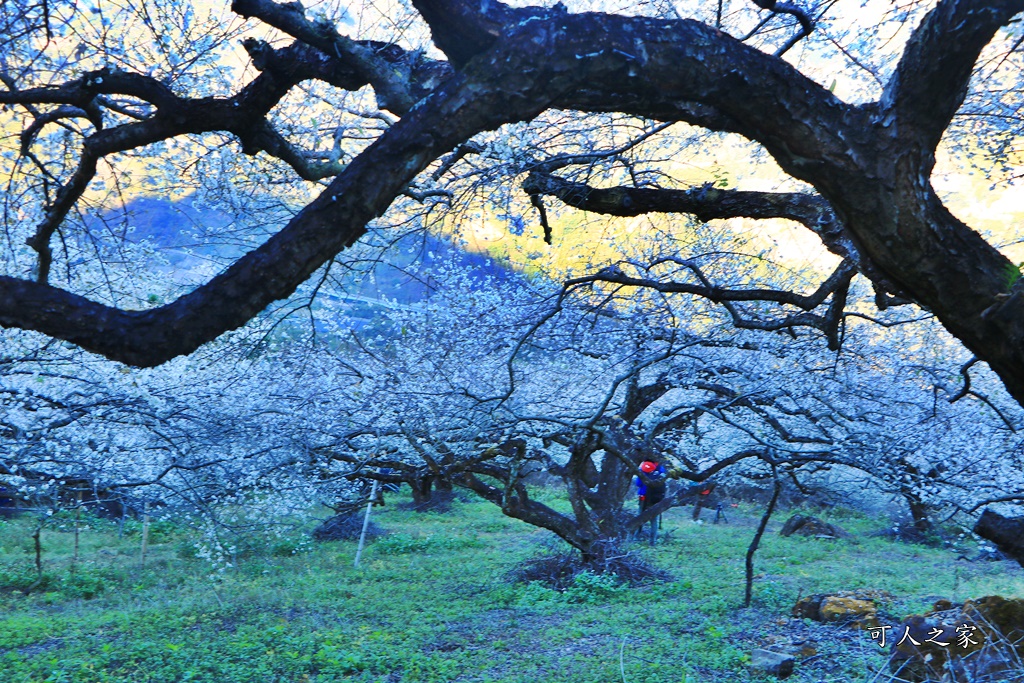 2020蔡家梅園,南投信義賞梅,外坪頂梅花,季節性花景,蔡家古厝,蔡家怎麼去？