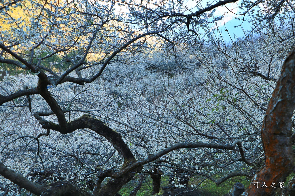 2020蔡家梅園,南投信義賞梅,外坪頂梅花,季節性花景,蔡家古厝,蔡家怎麼去？