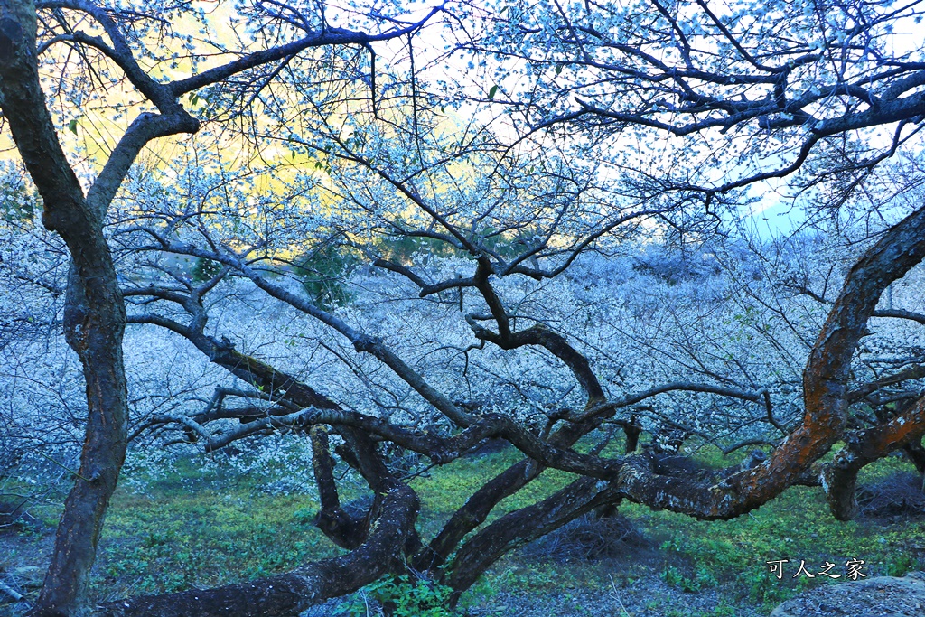 2020蔡家梅園,南投信義賞梅,外坪頂梅花,季節性花景,蔡家古厝,蔡家怎麼去？