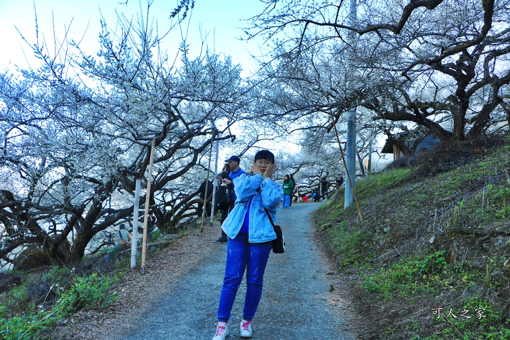 2020蔡家梅園,南投信義賞梅,外坪頂梅花,季節性花景,蔡家古厝,蔡家怎麼去？