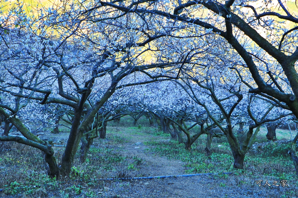 2020蔡家梅園,南投信義賞梅,外坪頂梅花,季節性花景,蔡家古厝,蔡家怎麼去？