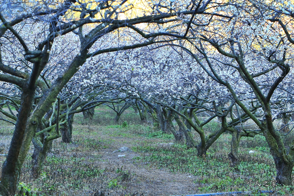 2020蔡家梅園,南投信義賞梅,外坪頂梅花,季節性花景,蔡家古厝,蔡家怎麼去？