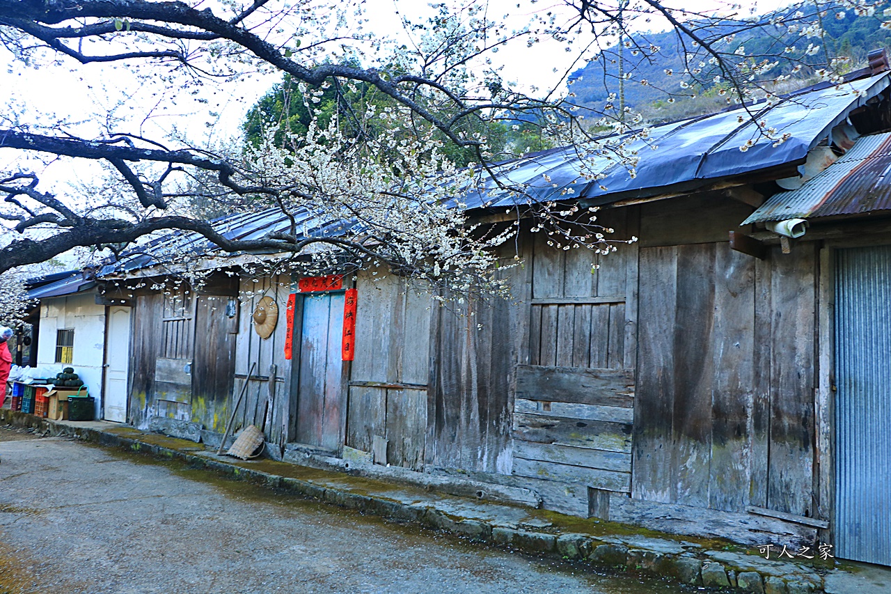 2020蔡家梅園,南投信義賞梅,外坪頂梅花,季節性花景,蔡家古厝,蔡家怎麼去？