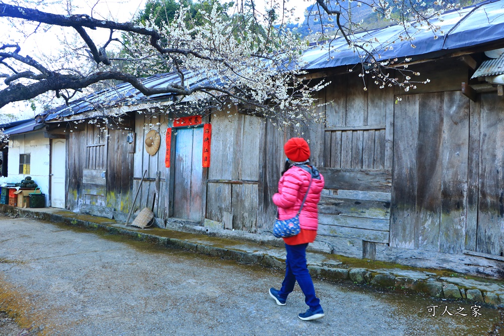 2020蔡家梅園,南投信義賞梅,外坪頂梅花,季節性花景,蔡家古厝,蔡家怎麼去？