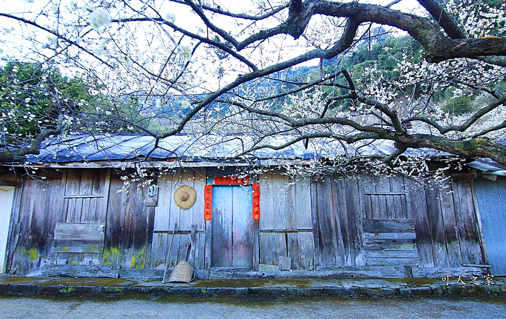 2020蔡家梅園,南投信義賞梅,外坪頂梅花,季節性花景,蔡家古厝,蔡家怎麼去？