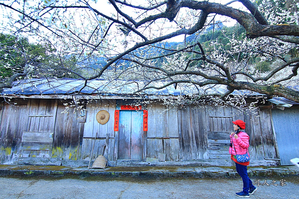 2020蔡家梅園,南投信義賞梅,外坪頂梅花,季節性花景,蔡家古厝,蔡家怎麼去？