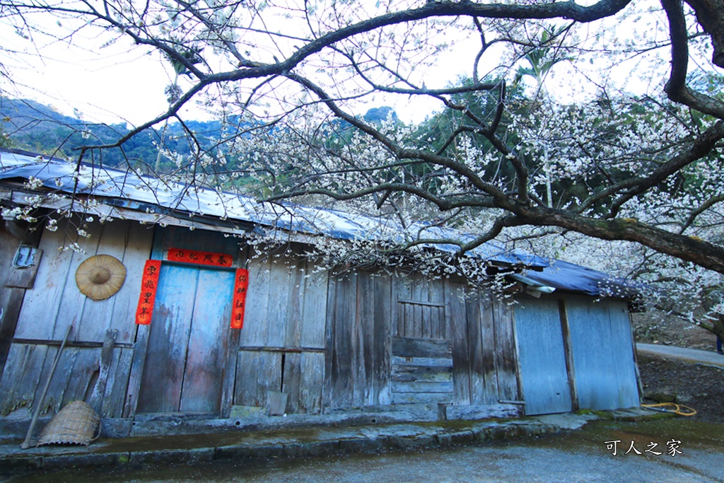 2020蔡家梅園,南投信義賞梅,外坪頂梅花,季節性花景,蔡家古厝,蔡家怎麼去？