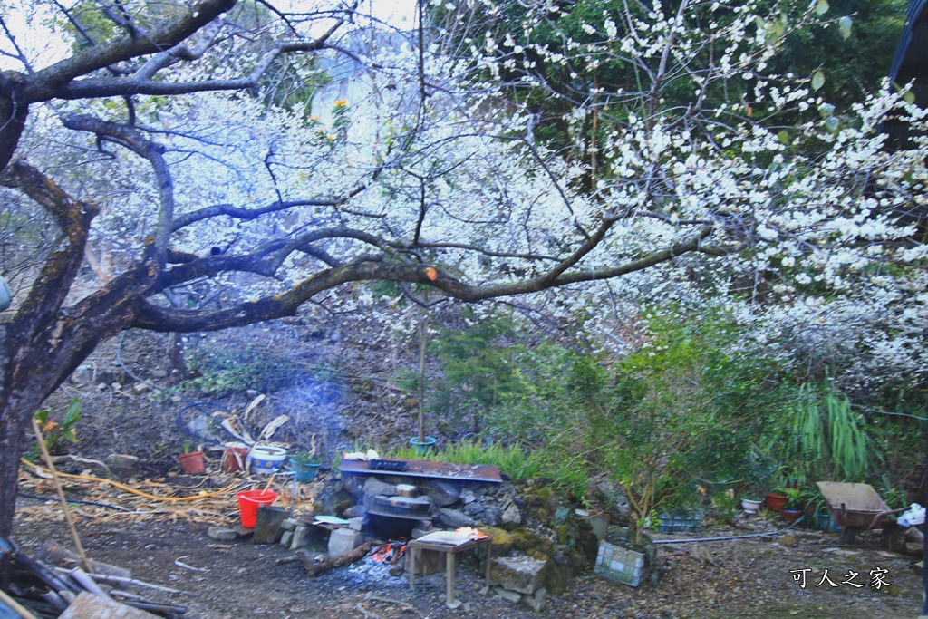 2020蔡家梅園,南投信義賞梅,外坪頂梅花,季節性花景,蔡家古厝,蔡家怎麼去？