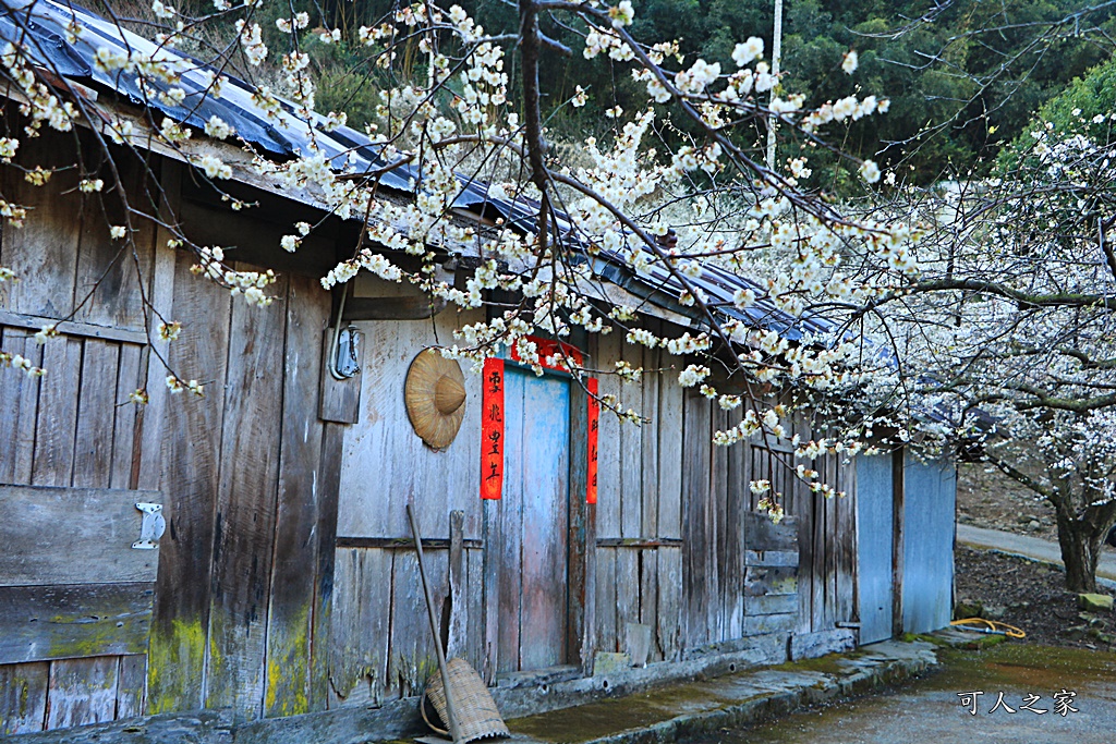 2020蔡家梅園,南投信義賞梅,外坪頂梅花,季節性花景,蔡家古厝,蔡家怎麼去？