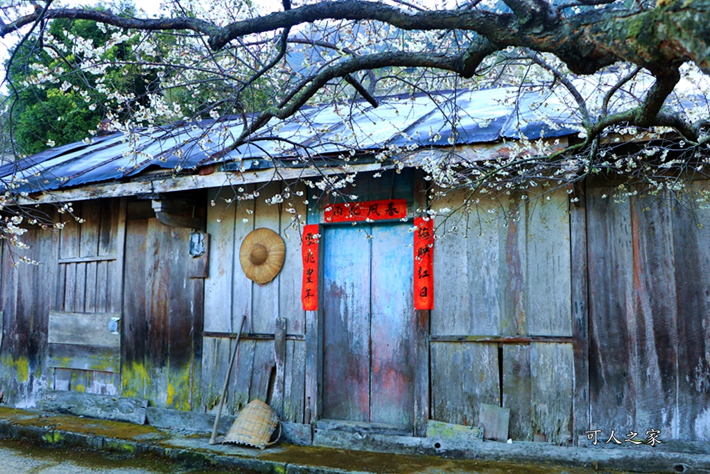 2020蔡家梅園,南投信義賞梅,外坪頂梅花,季節性花景,蔡家古厝,蔡家怎麼去？