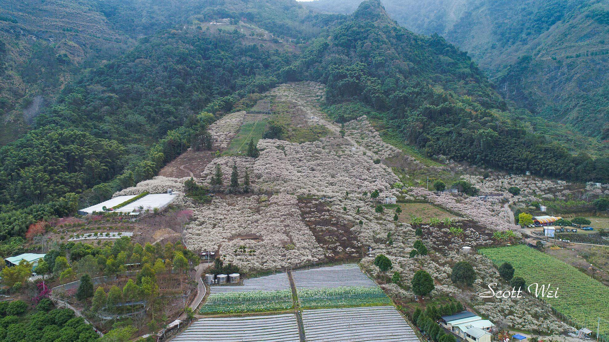 2020蔡家梅園,南投信義賞梅,外坪頂梅花,季節性花景,蔡家古厝,蔡家怎麼去？