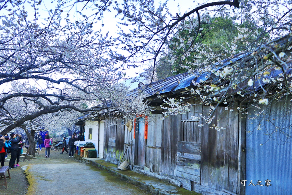 2020蔡家梅園,南投信義賞梅,外坪頂梅花,季節性花景,蔡家古厝,蔡家怎麼去？