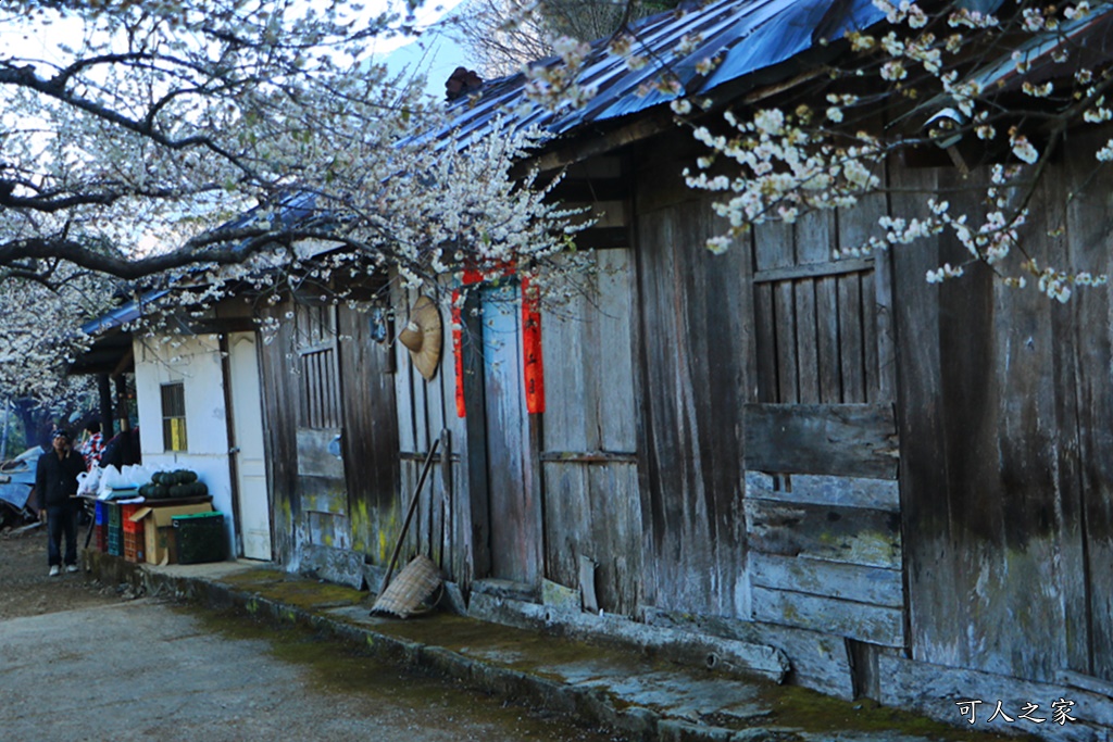 2020蔡家梅園,南投信義賞梅,外坪頂梅花,季節性花景,蔡家古厝,蔡家怎麼去？