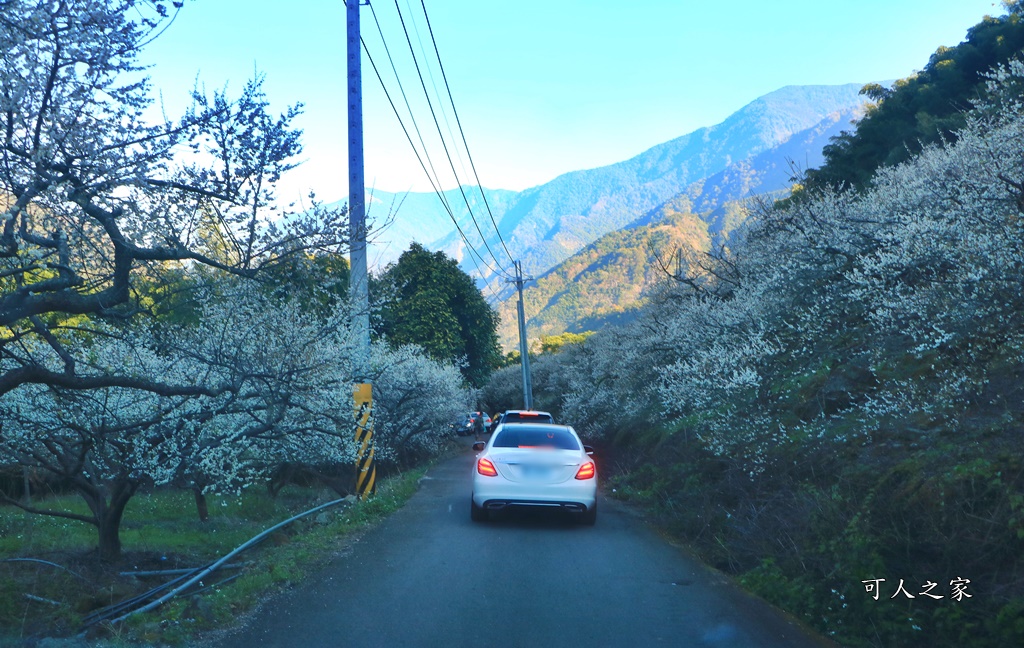 2020蔡家梅園,南投信義賞梅,外坪頂梅花,季節性花景,蔡家古厝,蔡家怎麼去？