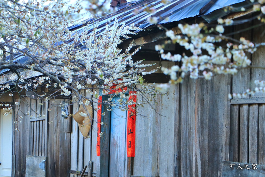 2020蔡家梅園,南投信義賞梅,外坪頂梅花,季節性花景,蔡家古厝,蔡家怎麼去？