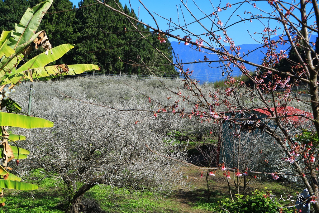 石龜梅園,石龜露營區