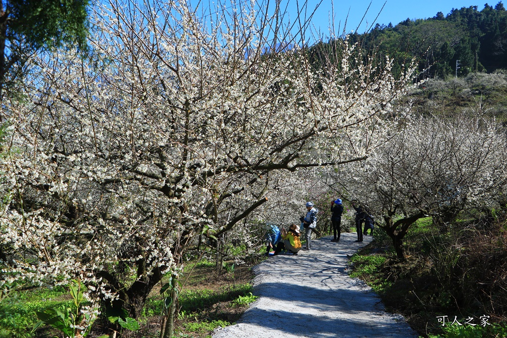 石龜梅園,石龜露營區