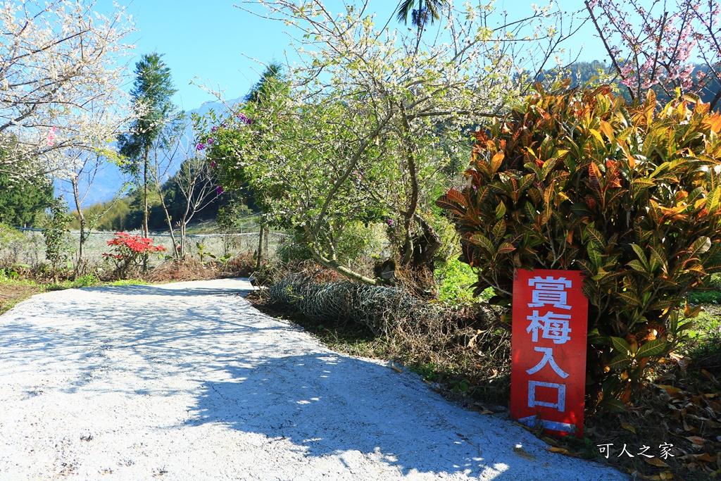 石龜梅園,石龜露營區