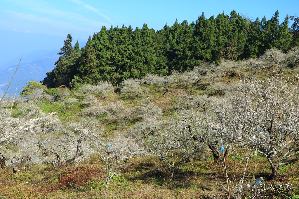 石龜梅園,石龜露營區