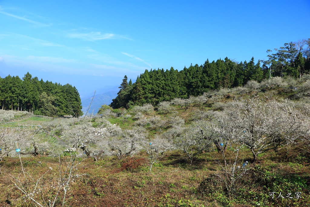 石龜梅園,石龜露營區