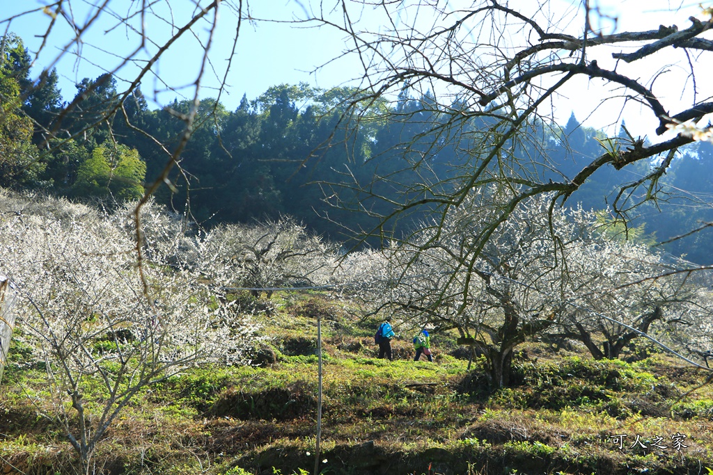 石龜梅園,石龜露營區